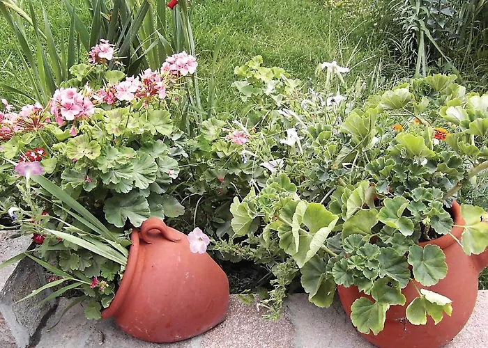 Zhivka House Holiday home